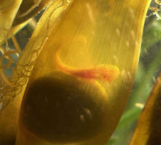 Katzenhai-Baby vor dem Schlüpfen (Foto: Sea Life Deutschland)