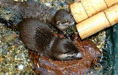 Ostereiersuche für Bonnie und Clyde im Sea Life Timmendorfer Strand (Foto: Sea LIfe Timmendorfer Strand)