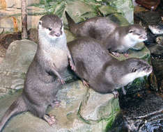 Asiatische Zwergotter (Foto: Sea Life Timmendorfer Strand)