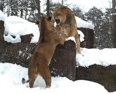 Ein seltener Anblick: Löwen im Schnee (Foto: Tierpark Ueckermünde)