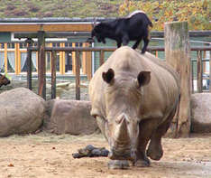 Spatenstich für die neue Nashornanlage im Zoo Schwerin (Foto: Zoo Schwerin)