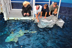 Ammenhaie im Ausflugsziel Ozeaneum