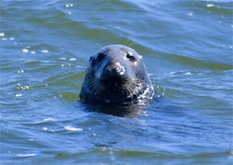 Robben-Expeditionen Insel Rügen