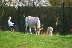 Vogelpark Marlow