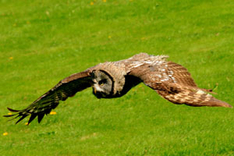 Mondscheintour Vogelpark Marlow