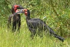 Hornraben-Dame Massei mit ihrem Angebtrauten (Foto: Vogelpark Marlow)