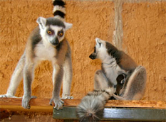 Ausflugsziele Ostsee Vogelpark Marlow