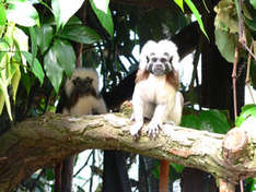 Lisztäffchen im Vogelpark Marlow