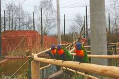 Loris im Vogelpark Marlow an der Ostsee