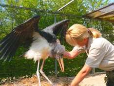 Marabu im Vogelpark Marlow