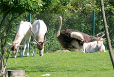 Afrika-Feeling im Vogelpark Marlow