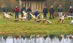 Die Rosapelikane genießen den Frühling im Vogelpark Marlow