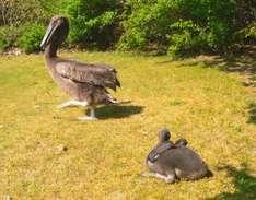 Die Rosapelikan-Küken Martin und Mario im Vorgelpark Marlow