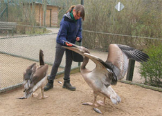 Ausflugsziel Vogelpark Marlow