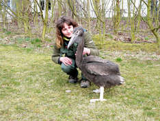 Patenmutter Katrin Paplewskie und das Rosapelikanbaby 'Fetty' (Foto: Vogelpark Marlow)