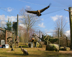 Ausflugsziele Ostsee Vogelpark Marlow