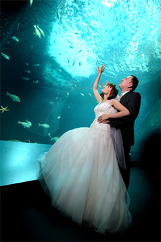 Heiraten im Ozeaneum Stralsund