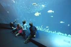 Besucher bestaunen die Tiere aus der Krypta unter dem großen Becken im OZEANEUM
