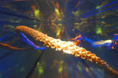 Riesenkalmar im Ozeaneum Stralsund (Foto © Peter-Paul Reinmuth)