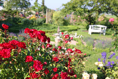 Rosen-Event im Rosenhof Usedom