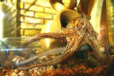 Krake im Sea Life Aquarium (Foto: Sea Life Timmendorfer Strand)