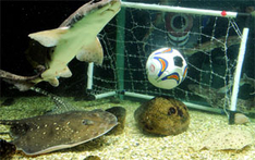 Fuballfieber im Sea Life Timmendorfer Strand