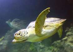 Schildkröte Speedy im Sea Life Timmendorfer Strand