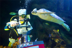 Weltschildkrötentag im Sea Life Timmendorfer Strand