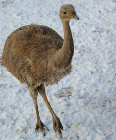 Ausflugsziele Ostsee Zoo Schwerin