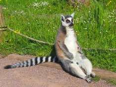 Katta im Zoo Schwerin (Foto © Brigitte Leonhard)