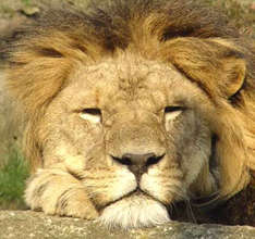 Abendsafari: Ob der König der Savanne schon schläft? (Foto: Zoo Schwerin)