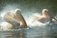 Pelikane im Zoo Schwerin