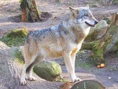 Wolf im Zoo Schwerin (Foto © B. Leonhard/Zoo Schwerin)