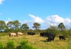 Wildpferde und Galloways in Schleswig-Holstein