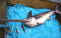 Seltener Schwertfisch-Fund auf Rügen (Foto: Dr. Thomas Schaarschmidt, DMM)