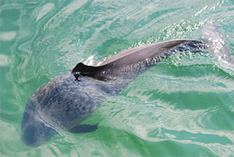 Fehmarnbelt-Querung: Umweltauswirkungen Schweinswale