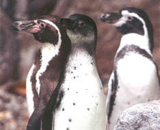 Possierliche Frackträger (Foto: Zoo Schwerin)