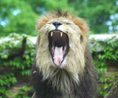 Ein müdes Gähnen oder Einstimmung auf die Abendsafari? (Foto: Zoo Schwerin)
