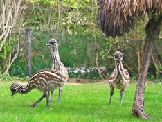 Emus im Vogelpark Marlow