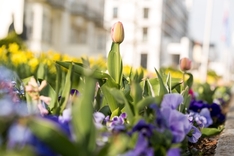 Frühling in Kühlungsborn