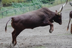 Watussi-Rind im Rostocker Zoo