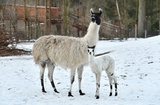 Ein Ein Lamajunge gehörte zu den ersten Tierkindern im neuen Jahr, geboren am 15. Januar.