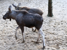 Anklunft der Elche in Lille Vildmose