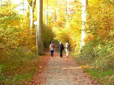 Walking im Usedomer Küstenwald (Foto: nordlicht verlag)