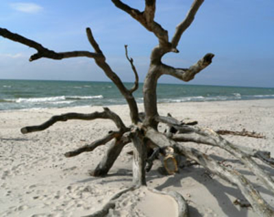 Nationalpark Vorpommersche Boddenlandschaft auf Fischland-Darß-Zingst