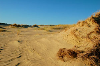 Kurische Nehrung, Wanderdüne