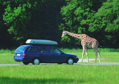 Safari-Park Knuthenborg, Insel Lolland, Dänemark