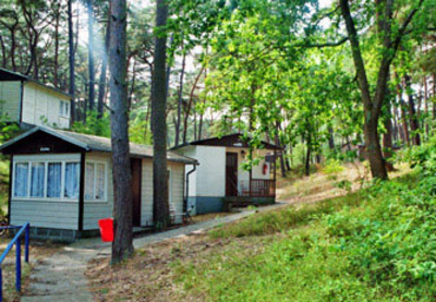 Bungalows mitten im Küstenwald