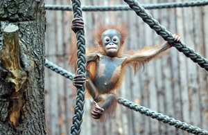 Surya, das Orang-Utan-Baby