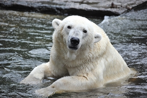Eisbär im Zoo Rostock